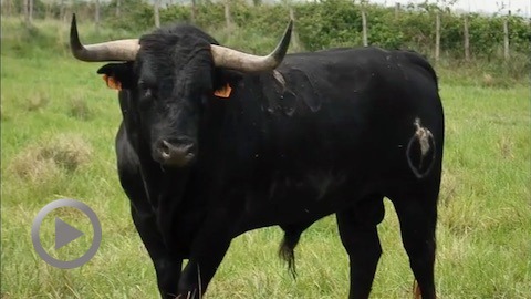 orthez-presentation-du-defi-ganadero-francais