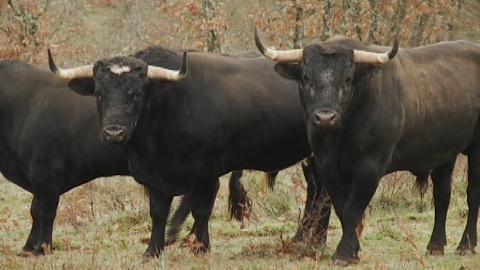 vic-2016-les-toros-de-valdellan