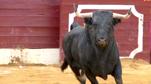 envic-de-toros-2015