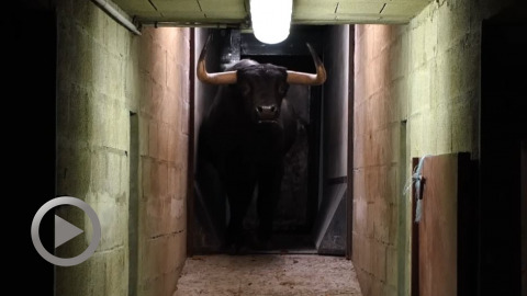 orthez-debarquement-des-toros-de-dolores-aguirre