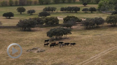 dax-les-toros-de-victoriano-del-rio