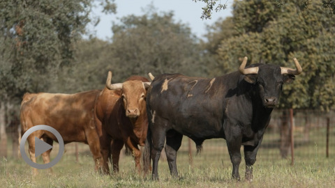 dax-les-toros-de-pedraza-de-yeltes
