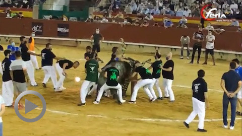 castellon-concours-emboladores-avec-les-toros-de-victorino