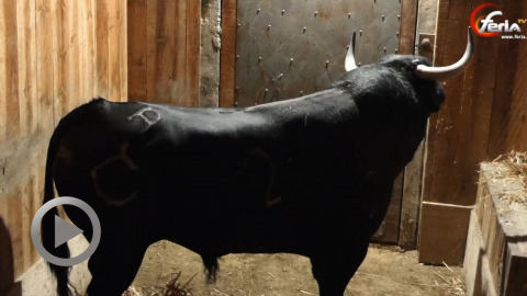 orthez-debarquement-des-toros-de-dolores-aguirre-et-raso-de-portillo