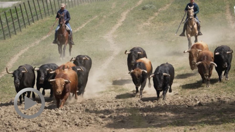 Toros y Salsa Dax. Les toros de Santiago Domecq