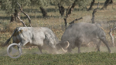 dax-los-toros-de-pallares-para-toros-y-salsa