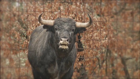 les-toros-de-valdellan-pour-tyrosse