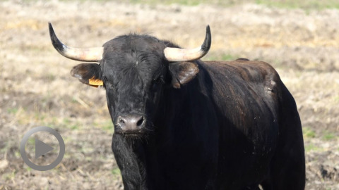 Les novillos de Jalabert et La Golosina pour la Feria d'Hagetmau