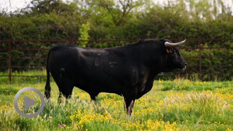 mauguio-presente-les-novillos-de-sa-novillada-du-3-juin